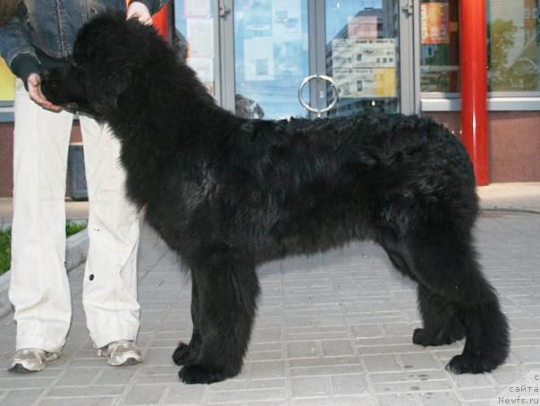 Фото: ньюфаундленд Бегущая по волнам Руссиан Хит