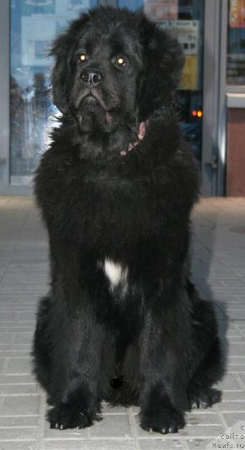 Фото: ньюфаундленд Бегущая по волнам Руссиан Хит