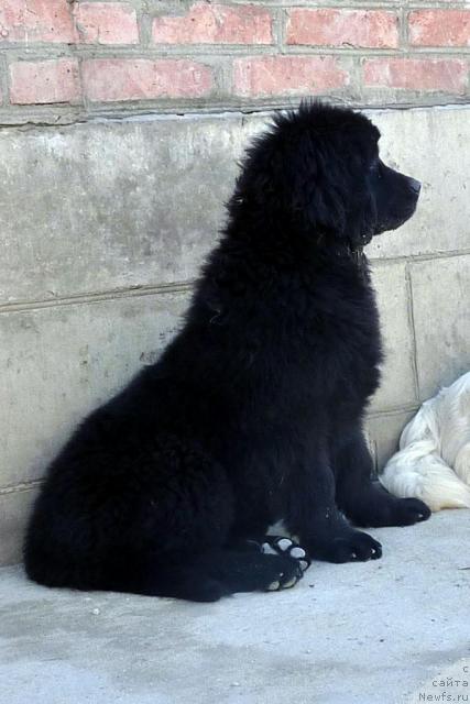 Фото: ньюфаундленд Анабель Голден Хёт Бэль Кане