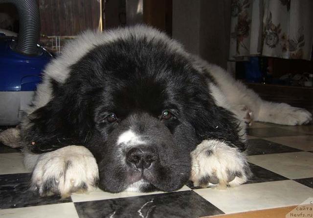 Фотография № 42890