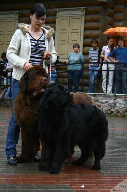 Фото: ньюфаундленд Супер Премиум Бест Бэлжен Ригардс (Super Premium Best Belzhen Regards), ньюфаундленд Полярная Ночка