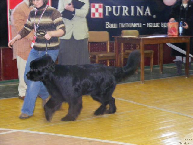 Фото: ньюфаундленд Живописная Леди от Марлеон Дусвик