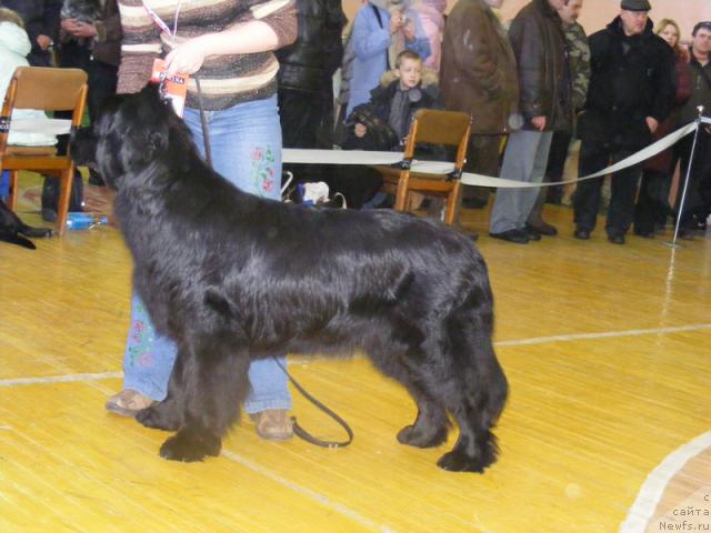 Фото: ньюфаундленд Живописная Леди от Марлеон Дусвик