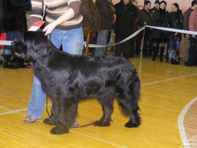 Фото: ньюфаундленд Живописная Леди от Марлеон Дусвик