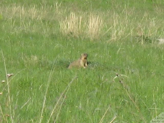 Фотография № 42935