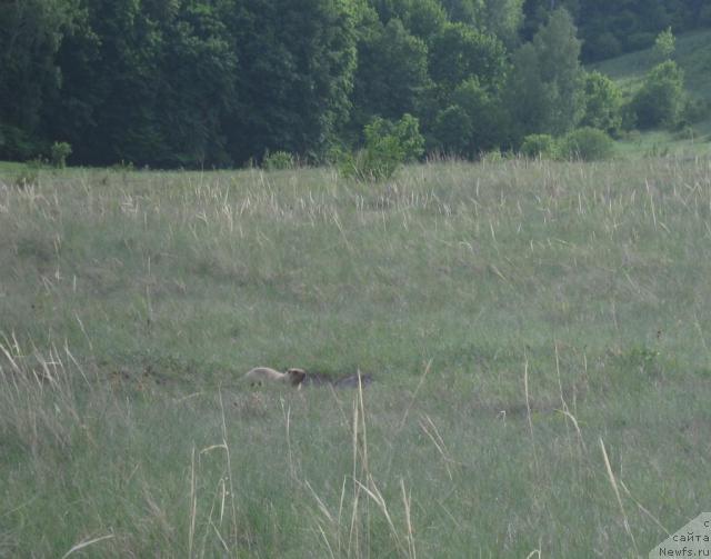 Фотография № 42942