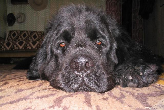 Фото: ньюфаундленд Аксель Блэк Даймонд