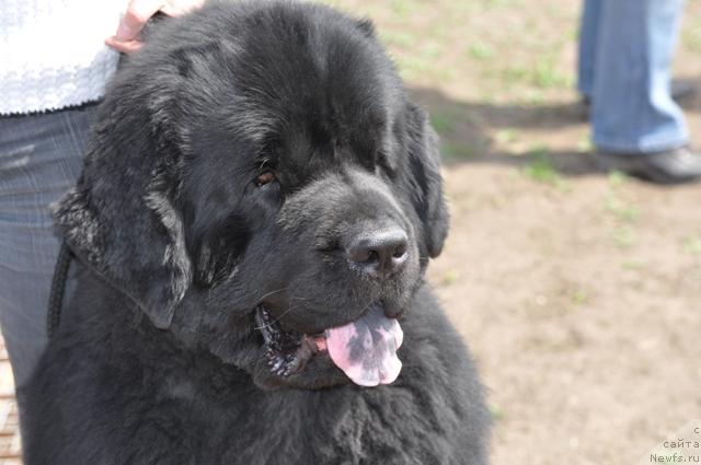Фото: ньюфаундленд Винсент из Медвежьего Яра (Vincent iz Medvejyego Yara)