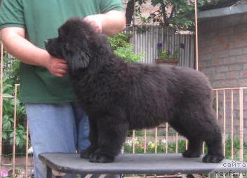 Фото: ньюфаундленд Разгуляй с Берега Дона (Razguljaj s Berega Dona)