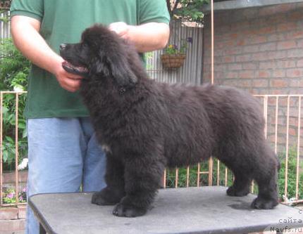 Фото: ньюфаундленд Радосвет с Берега Дона (Radosvet s Berega Dona)