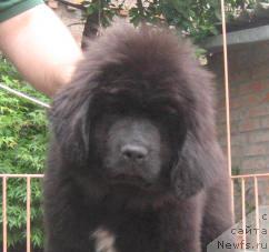 Фото: ньюфаундленд Ростовчанка с Берега Дона (Rostovchanka s Berega Dona)