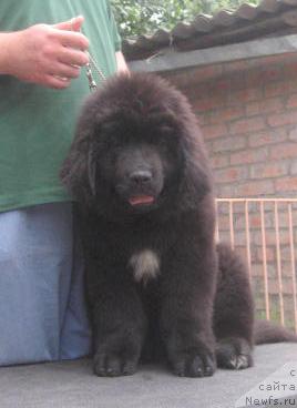 Фото: ньюфаундленд Ростовчанка с Берега Дона (Rostovchanka s Berega Dona)