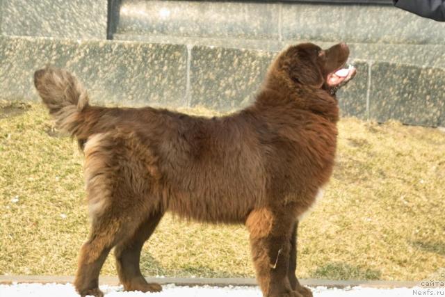 Фото: ньюфаундленд Повелитель Великих Озер