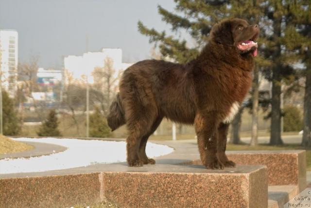 Фото: ньюфаундленд Повелитель Великих Озер