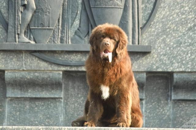 Фото: ньюфаундленд Повелитель Великих Озер