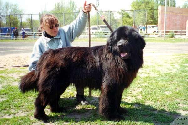 Фото: ньюфаундленд Сэмюэль Бонк Ботсвейн (Samuel Bonk Botsvein)