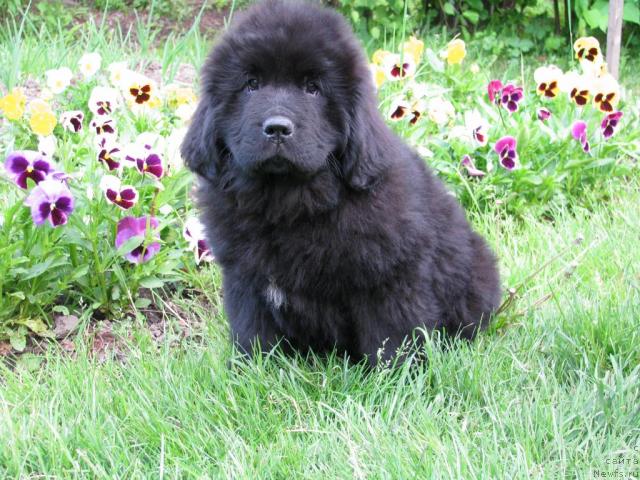 Фотография № 43004