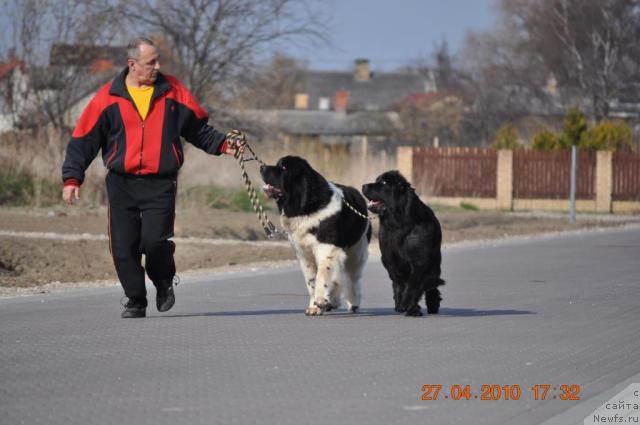 Фото: ньюфаундленд Zidan Clark Zvezdnij Dar, ньюфаундленд Звезда Ростова с Берега Дона (Zvezda Rostova s Berega Dona)