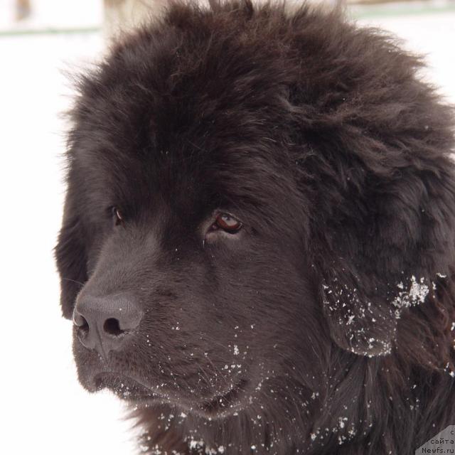 Фото: ньюфаундленд Афелина Феничка Принцесса Сибири