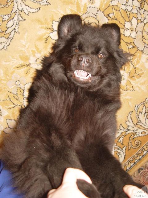 Фото: ньюфаундленд Афелина Феничка Принцесса Сибири