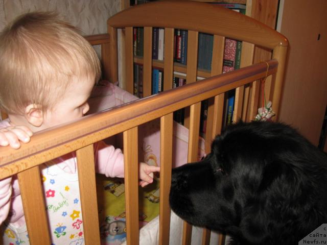 Фото: ньюфаундленд Азазель Нежный Цветок