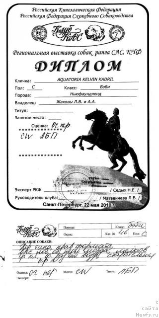 Фото: ньюфаундленд Акватория Келвин Кадриль (Aquatoriya Kelvin Kadril)