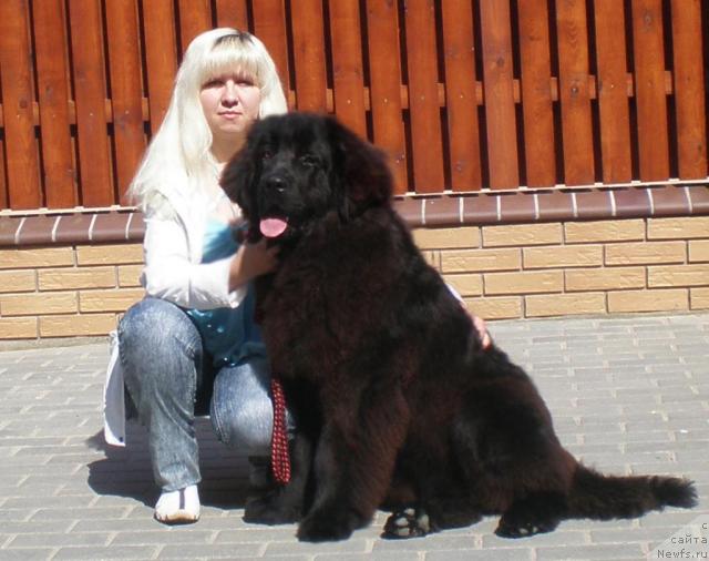 Фото: ньюфаундленд Очень Важная Персона, Анна Портнякова