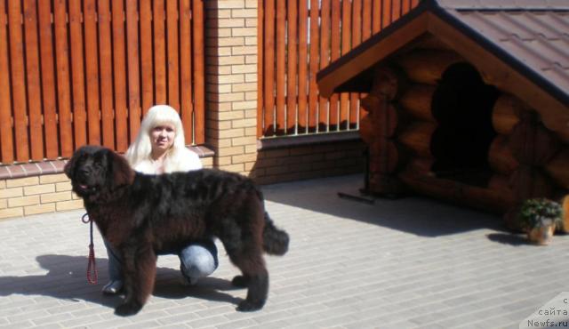 Фото: ньюфаундленд Очень Важная Персона, Анна Портнякова