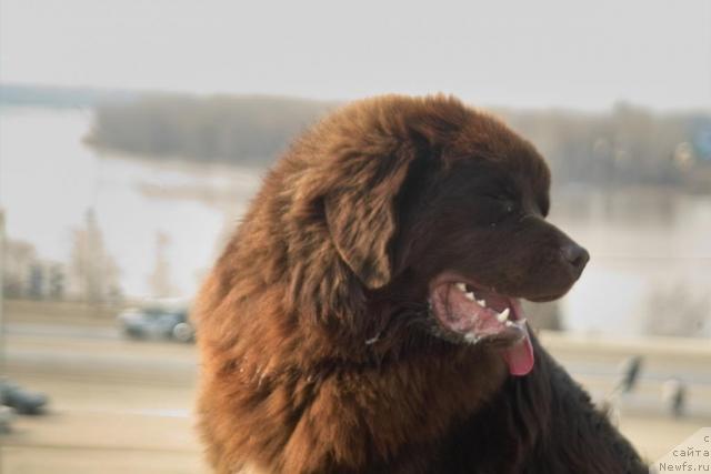 Фото: ньюфаундленд Повелитель Великих Озер
