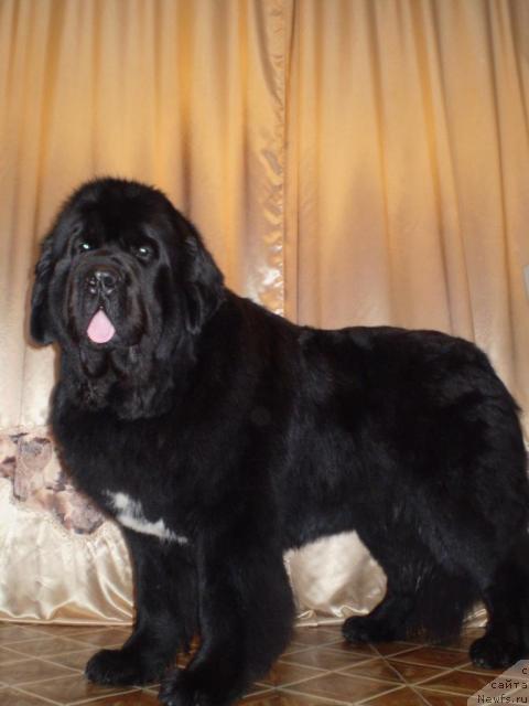 Фото: ньюфаундленд Супер Бизон Армани (Super Bizon Armani)