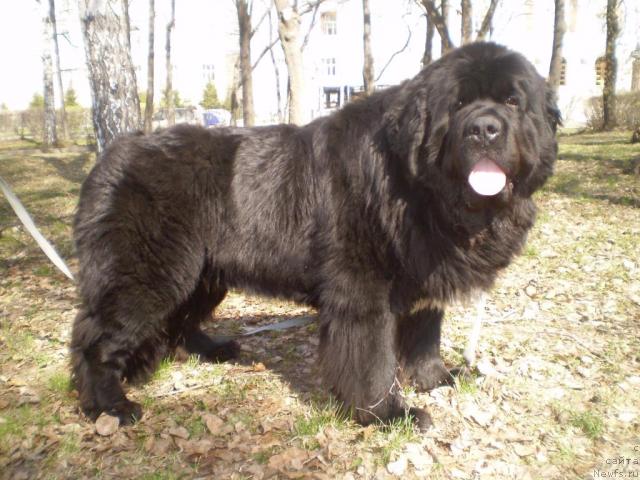 Фото: ньюфаундленд Супер Бизон Армани (Super Bizon Armani)