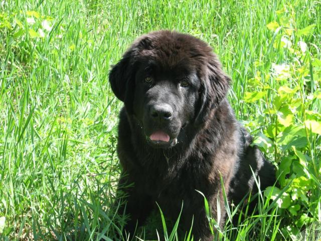 Фото: ньюфаундленд Akcello Faithful Friend Aqua Pearl