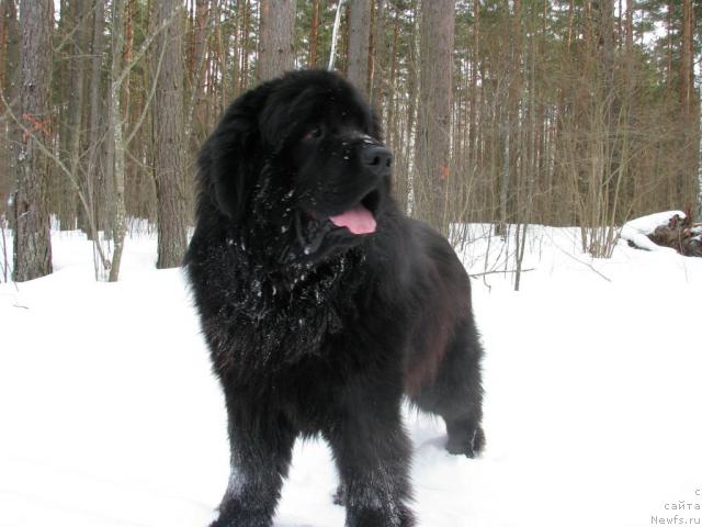 Фотография № 43049