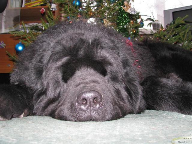 Фотография № 43050