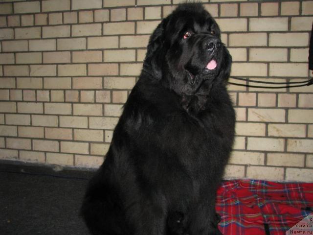 Фотография № 43051