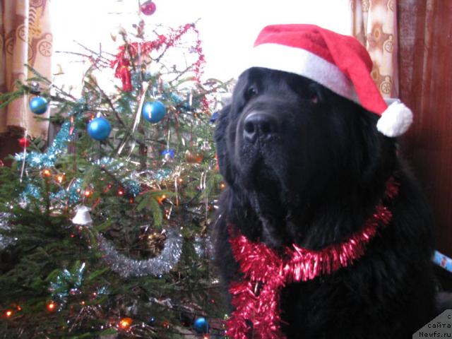 Фотография № 43052