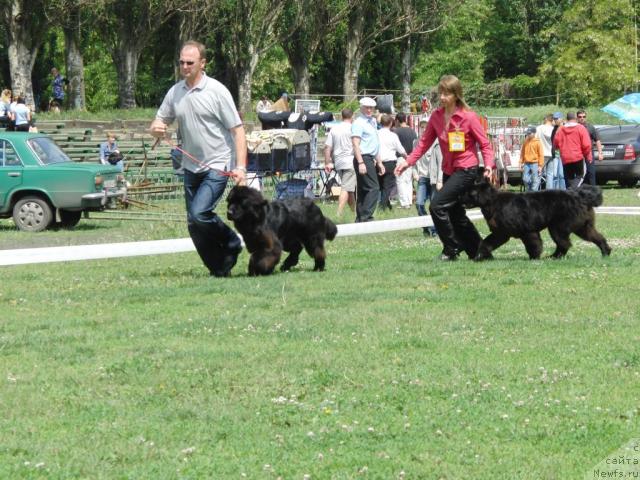 Фото: ньюфаундленд Златобор Богатырь Кара Дениз (Zlatobor Bogatyr Kara Deniz), ньюфаундленд Золотко Мишель Кара Дениз (Zolotko Mishel Kara Deniz)