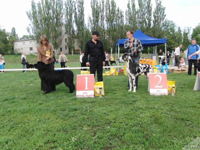 Фото: ньюфаундленд Ассоль Анжелика (Assol Anjelika)