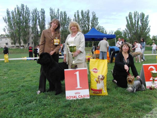 Фото: ньюфаундленд Ассоль Анжелика (Assol Anjelika)