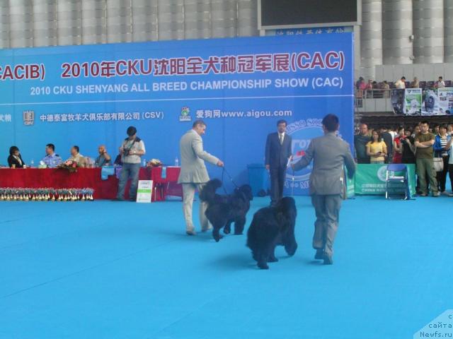 Фото: ньюфаундленд Интерио Соури из Медвежьего Яра (Interio Souri iz Medvejyego Yara), Юрий Рахтиенко