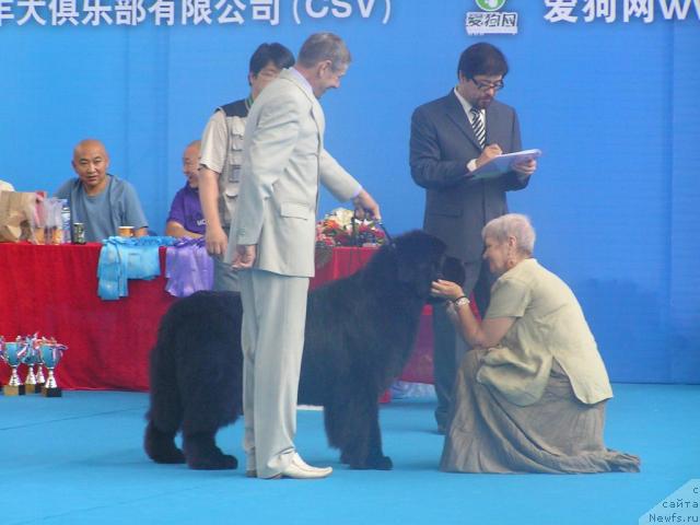 Фото: ньюфаундленд Его Высочество от Сибирского Медведя (Ego Vysochestvo ot Sibirskogo Medvedja), Юрий Рахтиенко