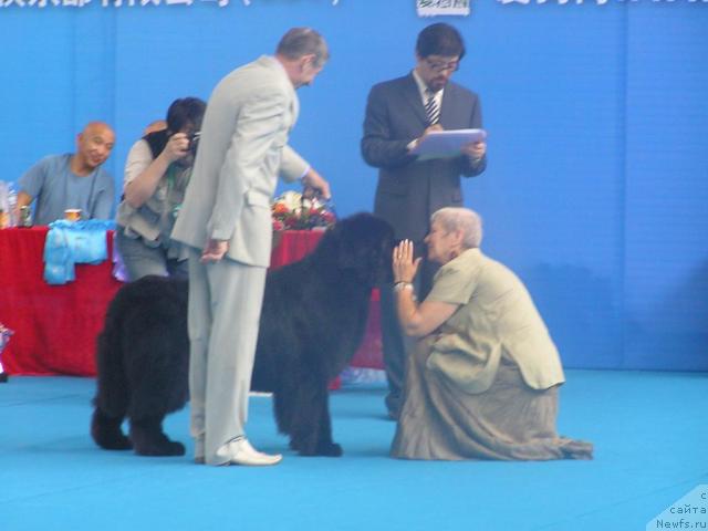 Фото: ньюфаундленд Его Высочество от Сибирского Медведя (Ego Vysochestvo ot Sibirskogo Medvedja), Юрий Рахтиенко