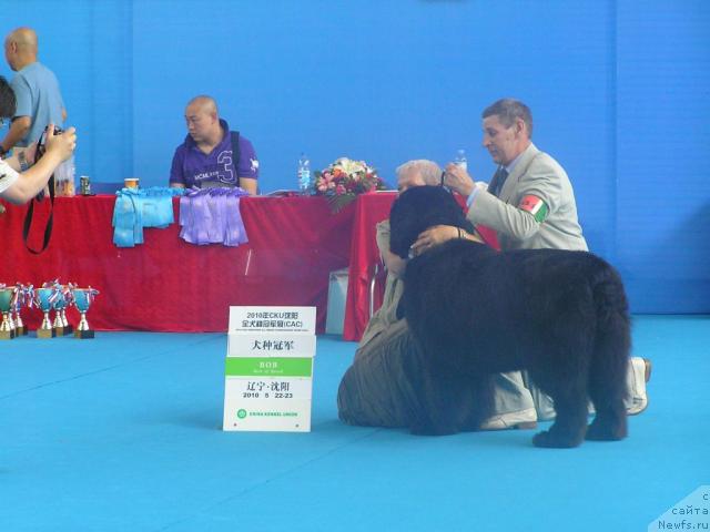 Фото: ньюфаундленд Его Высочество от Сибирского Медведя (Ego Vysochestvo ot Sibirskogo Medvedja), Юрий Рахтиенко