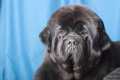 Фото: ньюфаундленд Лунная Соната из Племени Кедра