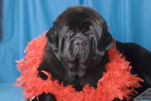 Фото: ньюфаундленд Лунная Соната из Племени Кедра