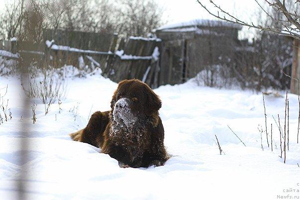 Фото: ньюфаундленд Лесная Сказка Королевский Медведь (Lesnaja Skazka Korolevskiy Medved)