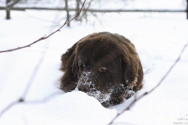 Фото: ньюфаундленд Лесная Сказка Королевский Медведь (Lesnaja Skazka Korolevskiy Medved)