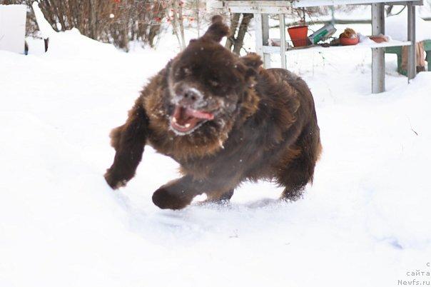 Фото: ньюфаундленд Лесная Сказка Королевский Медведь (Lesnaja Skazka Korolevskiy Medved)