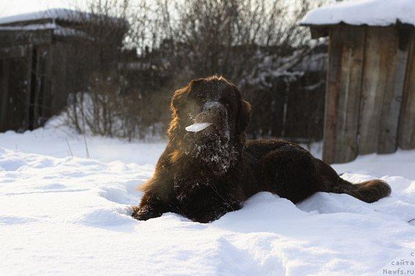 Фото: ньюфаундленд Лесная Сказка Королевский Медведь (Lesnaja Skazka Korolevskiy Medved)