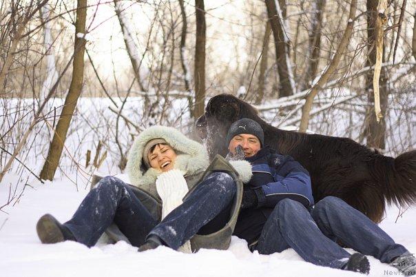 Фото: ньюфаундленд Лесная Сказка Королевский Медведь (Lesnaja Skazka Korolevskiy Medved), Дмитрий Самарцев, Светлана Самарцева
